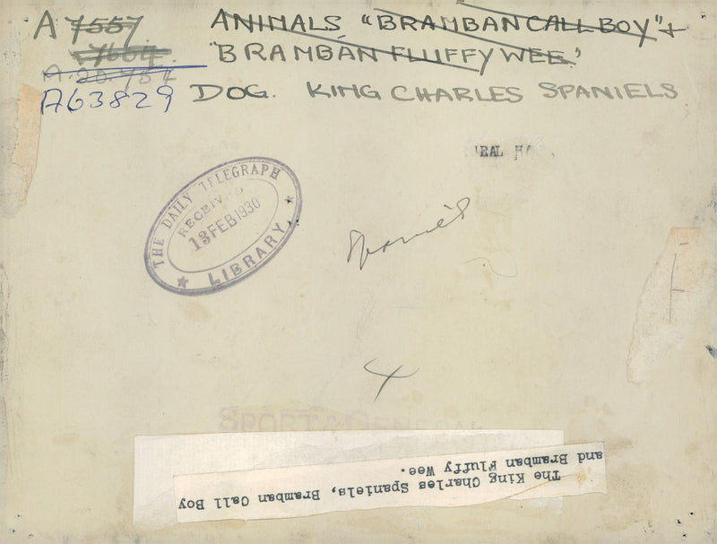 Spaniel Dogs - Vintage Photograph