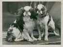 Spaniel Dogs - Vintage Photograph