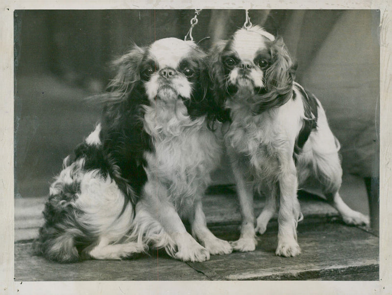 Spaniel Dogs - Vintage Photograph