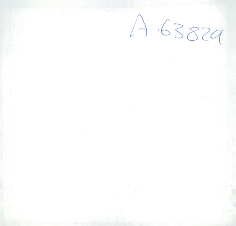 Spaniel Dogs - Vintage Photograph