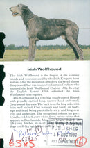 Spaniel Dogs - Vintage Photograph