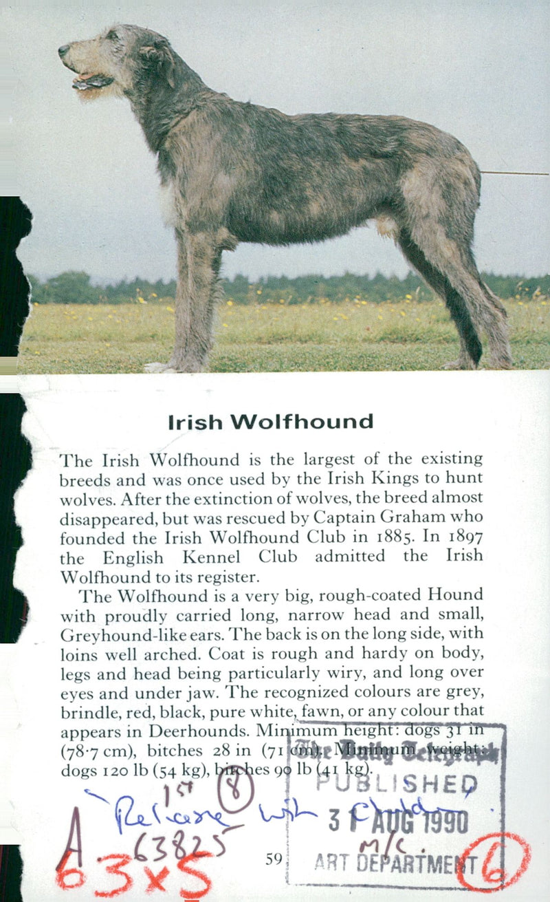 Spaniel Dogs - Vintage Photograph