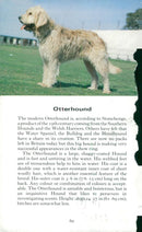 Spaniel Dogs - Vintage Photograph