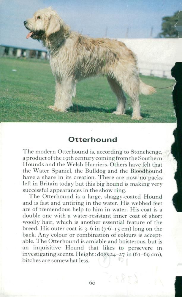 Spaniel Dogs - Vintage Photograph