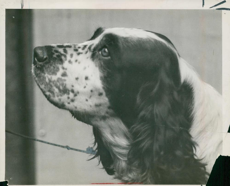 Spaniel Dogs - Vintage Photograph