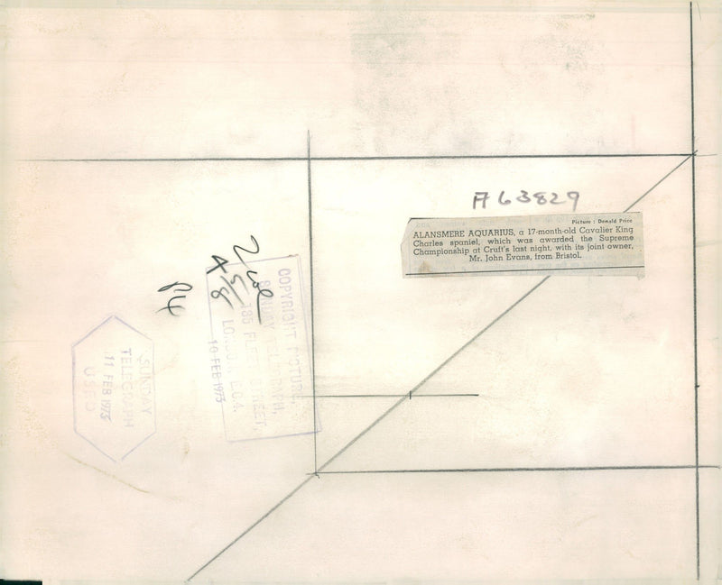 Spaniel Dogs - Vintage Photograph