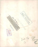 Spaniel Dogs - Vintage Photograph