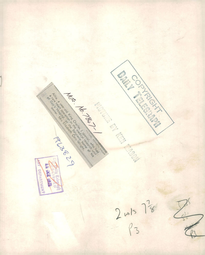 Spaniel Dogs - Vintage Photograph