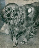 Spaniel Dogs - Vintage Photograph