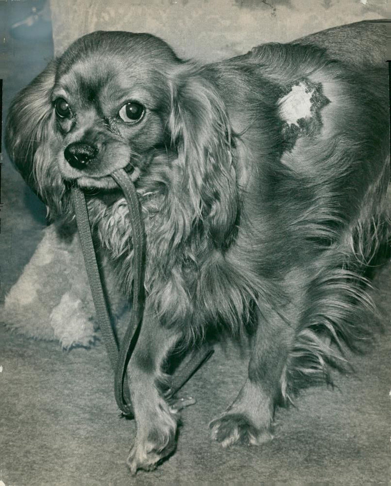 Spaniel Dogs - Vintage Photograph