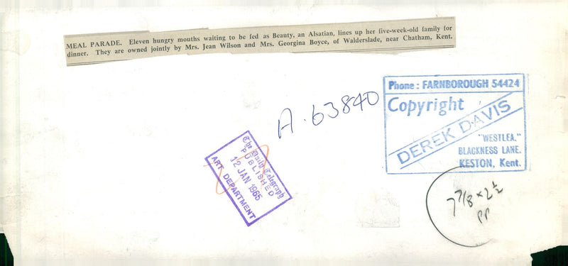 alsatian dog meal parade - Vintage Photograph