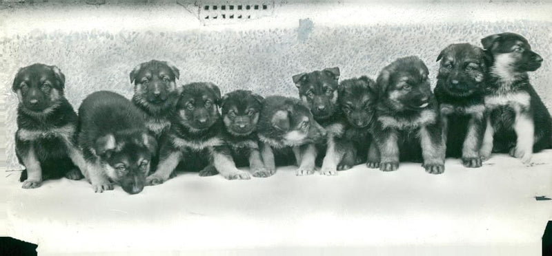 alsatian dog meal parade - Vintage Photograph