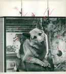 alsatian dog - Vintage Photograph