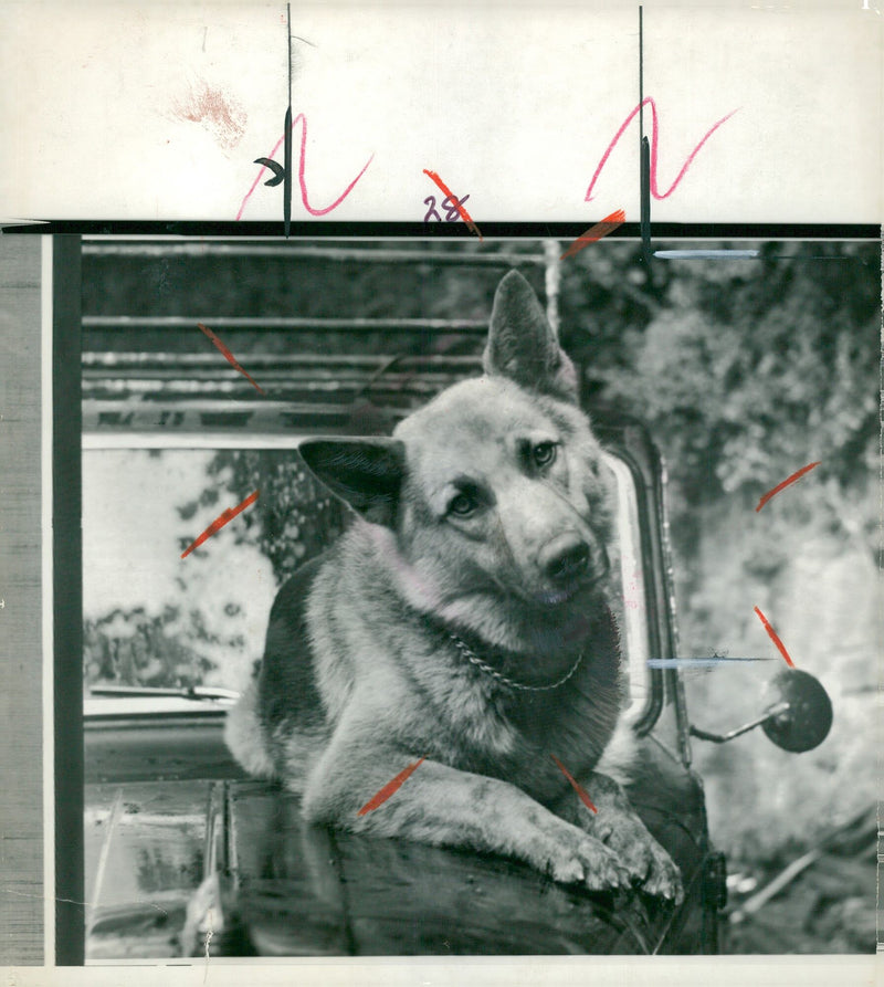 alsatian dog - Vintage Photograph