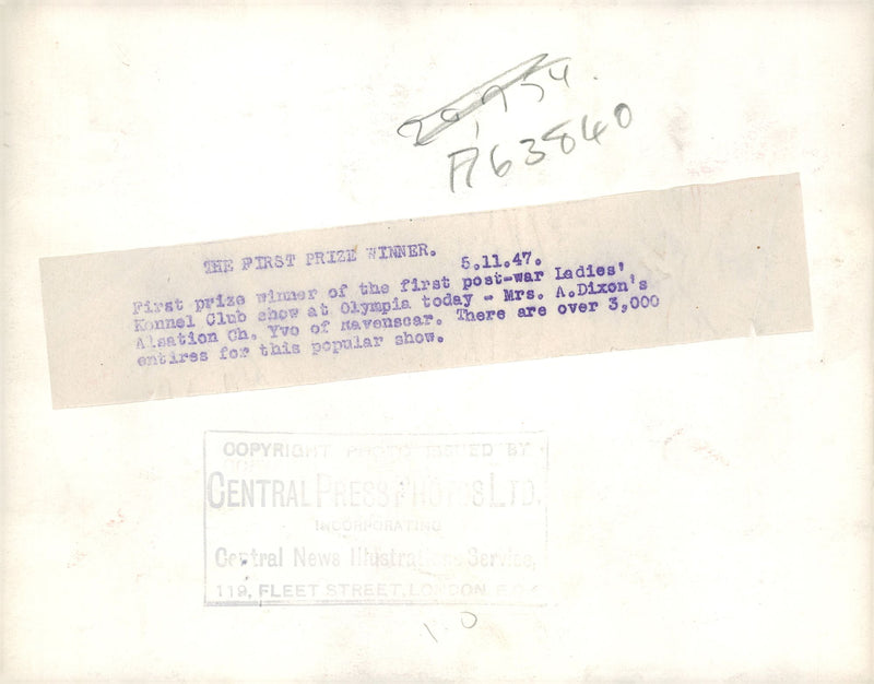 alsatian dog - Vintage Photograph