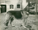 alsatian dog - Vintage Photograph