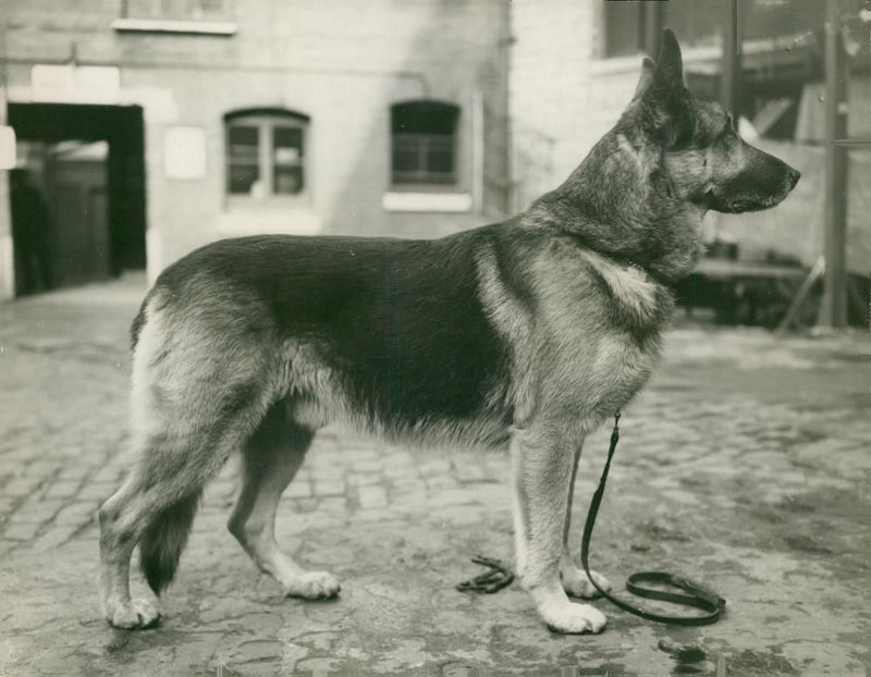 alsatian dog - Vintage Photograph