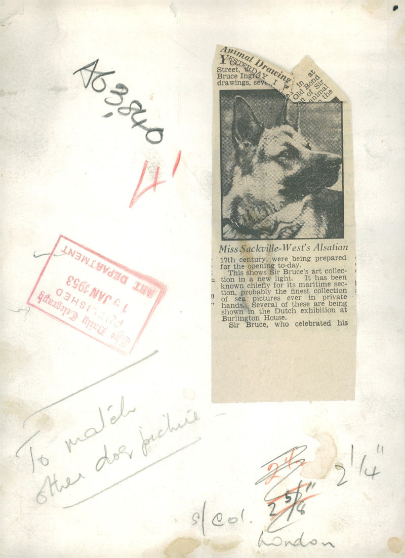 alsatian dog - Vintage Photograph