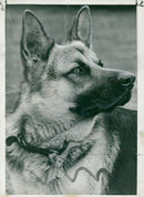 alsatian dog - Vintage Photograph