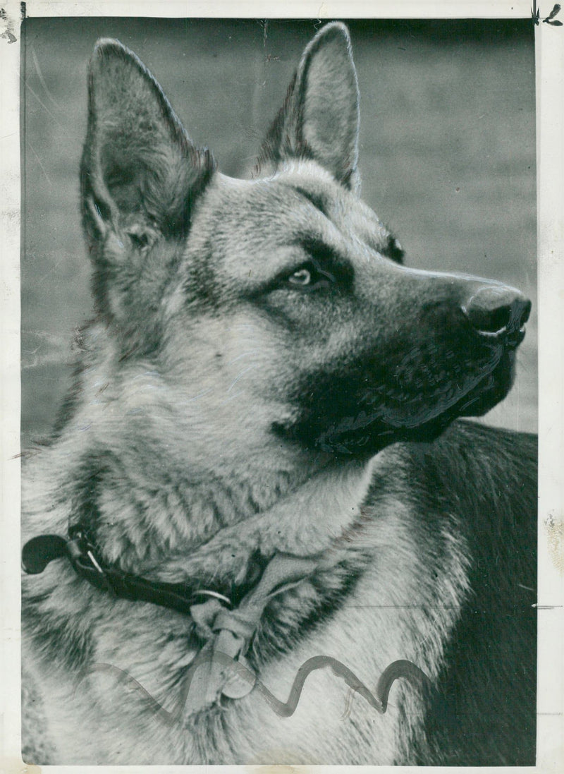 alsatian dog - Vintage Photograph