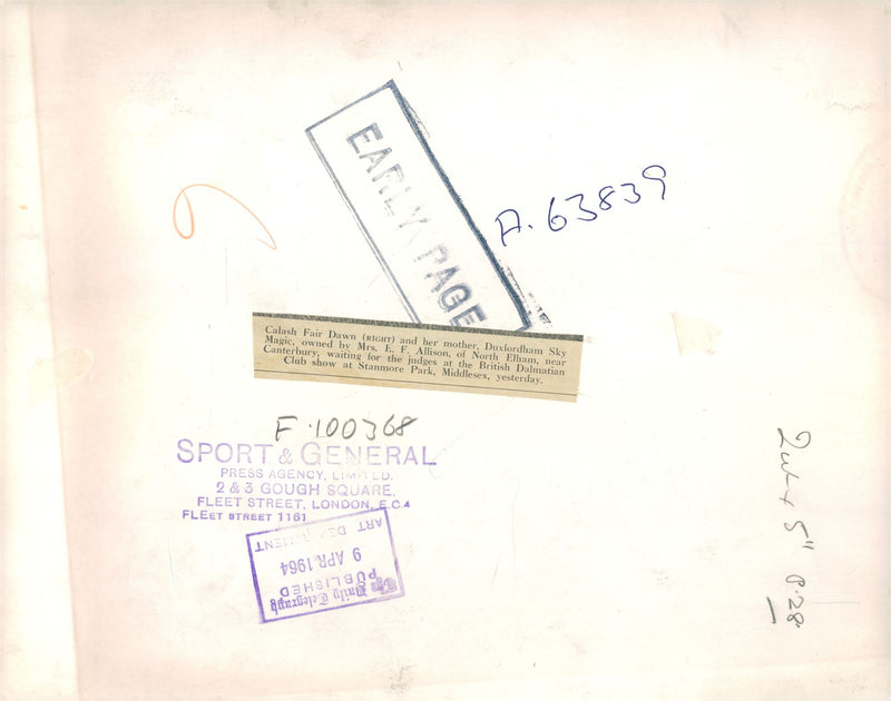 Dalmatian dog - Vintage Photograph