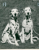 Dalmatian dog - Vintage Photograph