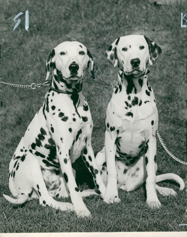 Dalmatian dog - Vintage Photograph