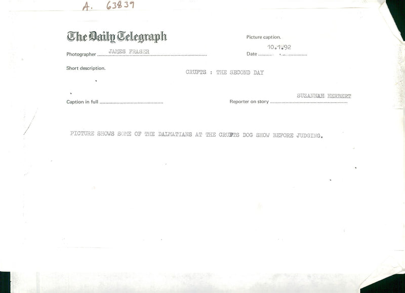 Dalmatian dog show - Vintage Photograph