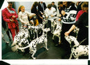 Dalmatian dog show - Vintage Photograph