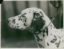 Dalmatian dog - Vintage Photograph