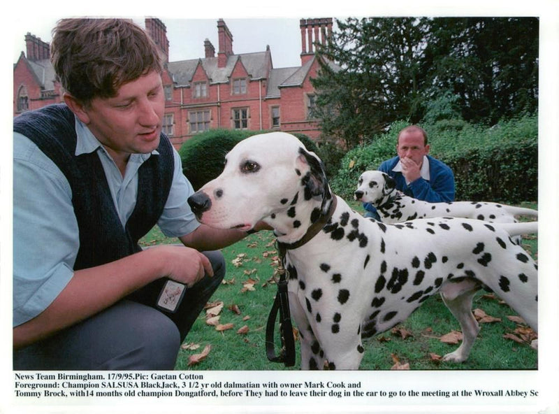 Dalmatian dog - Vintage Photograph