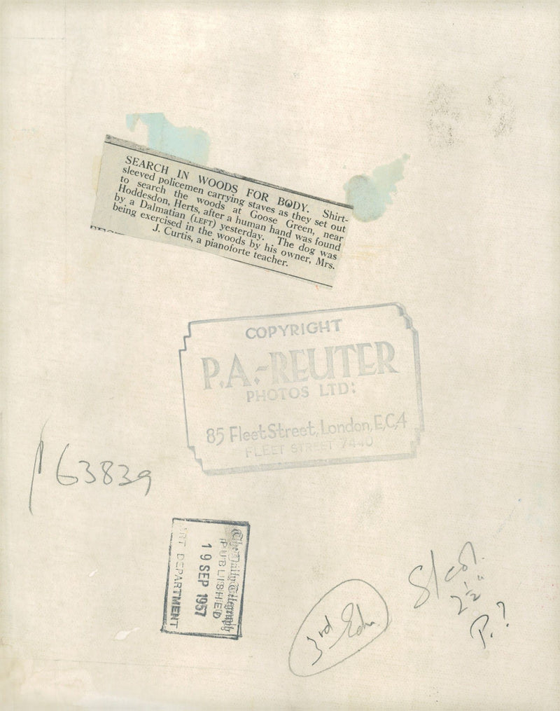 Dalmatian dog - Vintage Photograph