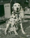Dalmatian dog - Vintage Photograph