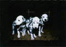 Dalmatian dog - Vintage Photograph