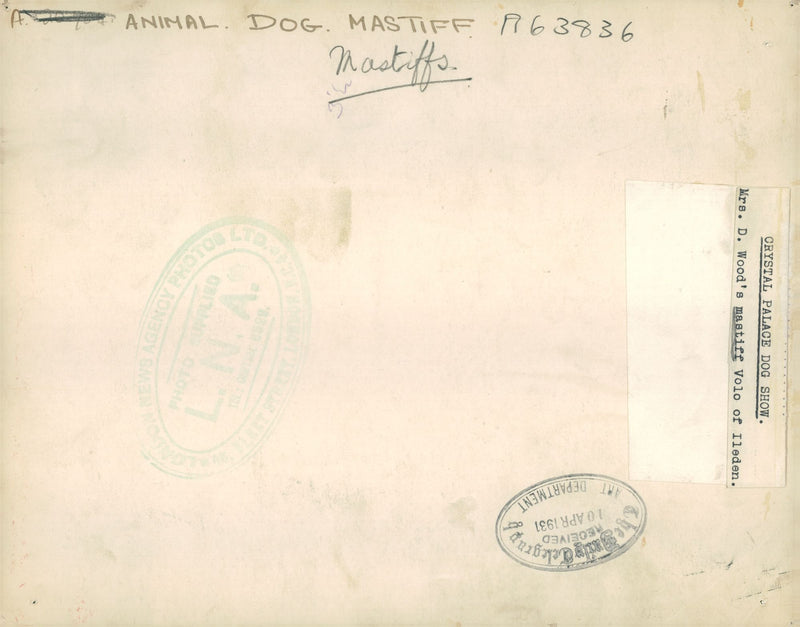 Mastiff Dogs - Vintage Photograph