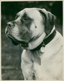 Mastiff Dogs - Vintage Photograph