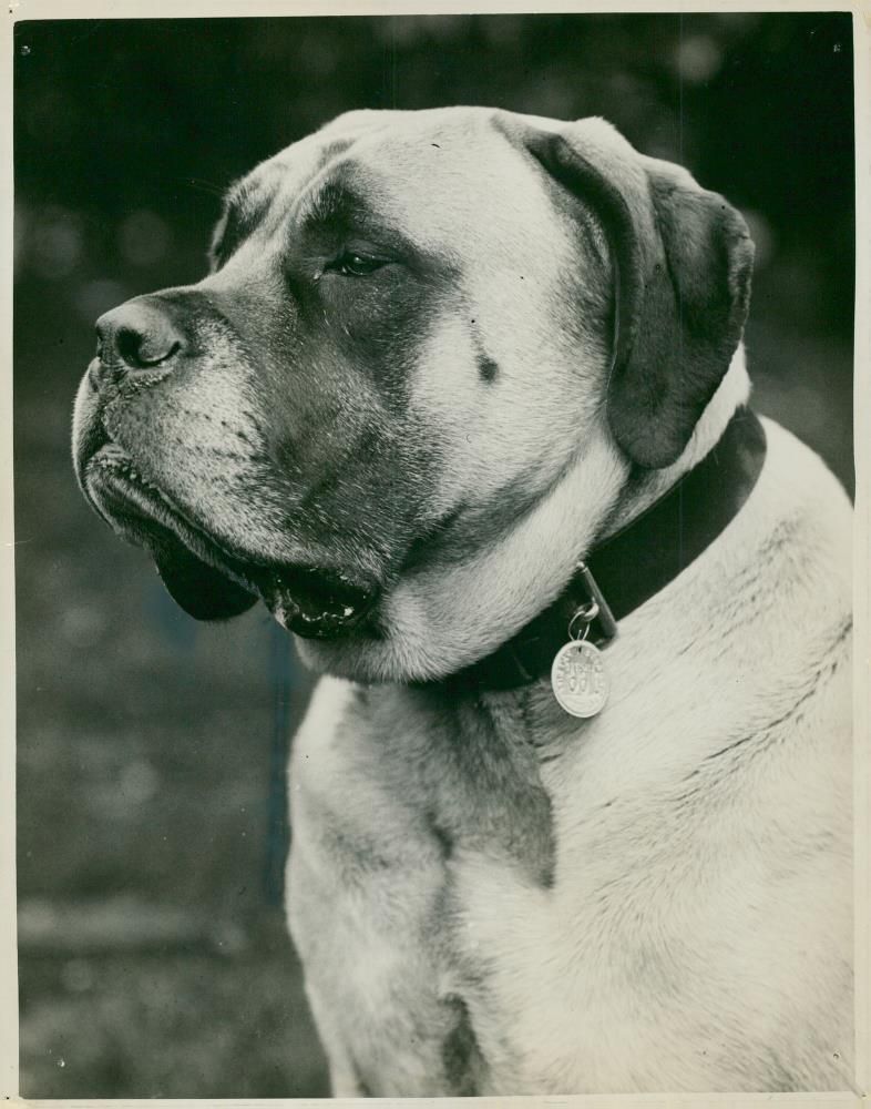 Mastiff Dogs - Vintage Photograph