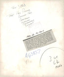 Dogs white bull terriers.Kron prinz albert von schloss eden. - Vintage Photograph