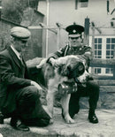 Dogs white bull terriers.Kron prinz albert von schloss eden. - Vintage Photograph