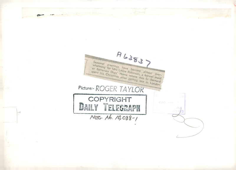 Dogs white bull terriers,Mrs leslie robinson. - Vintage Photograph