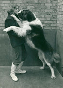 Dogs white bull terriers,Mrs leslie robinson. - Vintage Photograph