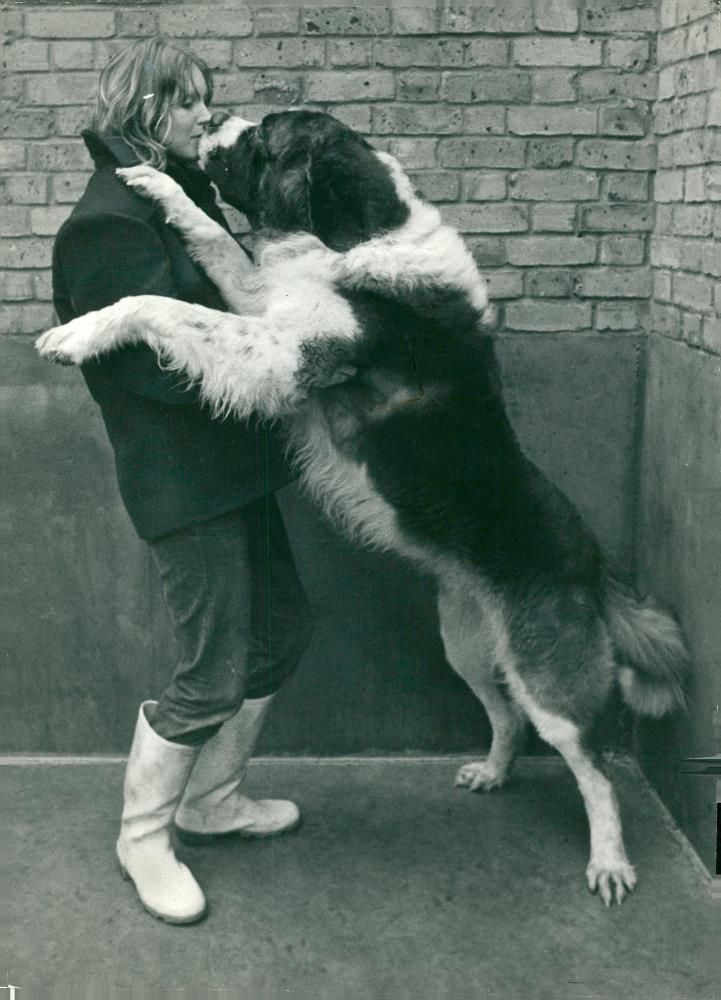 Dogs white bull terriers,Mrs leslie robinson. - Vintage Photograph