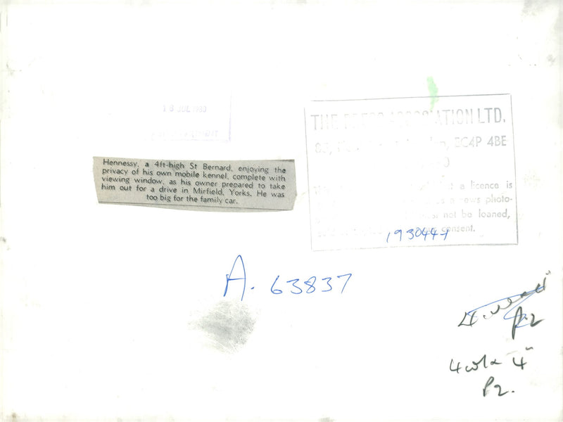 Dogs white bull terriers,bernard dog. - Vintage Photograph