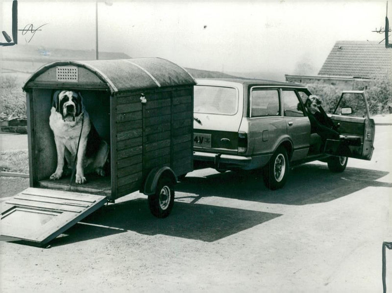 Dogs white bull terriers,bernard dog. - Vintage Photograph