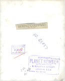 Dogs white bull terriers,bernard dog. - Vintage Photograph