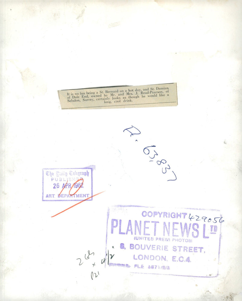 Dogs white bull terriers,bernard dog. - Vintage Photograph