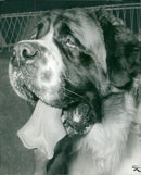 Dogs white bull terriers,bernard dog. - Vintage Photograph