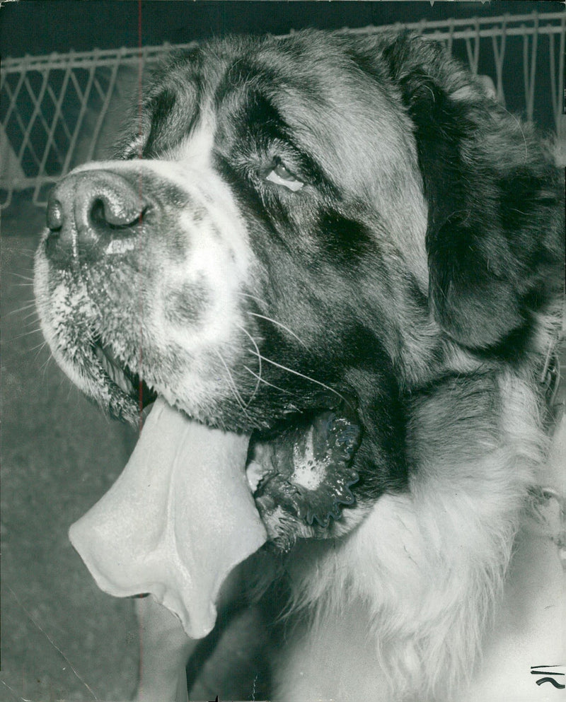 Dogs white bull terriers,bernard dog. - Vintage Photograph