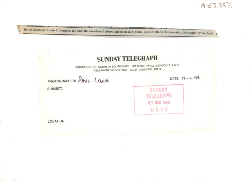 Dogs white bull terriers,bernard dog. - Vintage Photograph