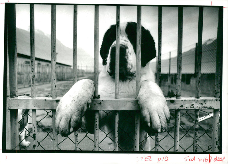 Dogs white bull terriers,bernard dog. - Vintage Photograph